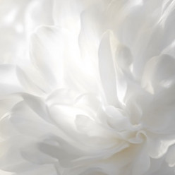 Цвет 2026 года по версии Института цвета Pantone на самом деле вовсе не цвет