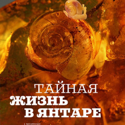 «Тайная жизнь в янтаре»: выставка с экспонатами возрастом 40 млн лет едет из Калининграда в Подмосковье